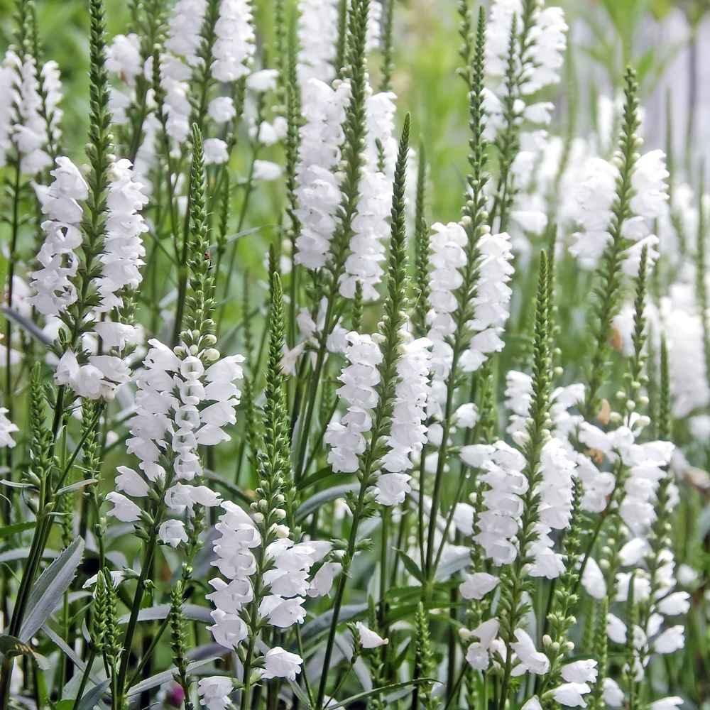 dragon skull flower seeds 50 Showy Obedient Plant