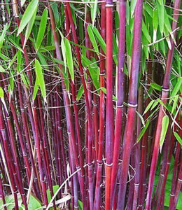 50 Siergras Clumping Bamboo Seeds - Seed World