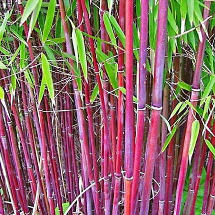 50 Siergras Clumping Bamboo Seeds - Seed World