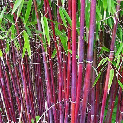 50 Siergras Clumping Bamboo Seeds - Seed World