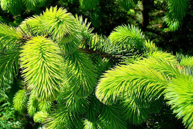 50 Sitka Spruce Seeds - Seed World