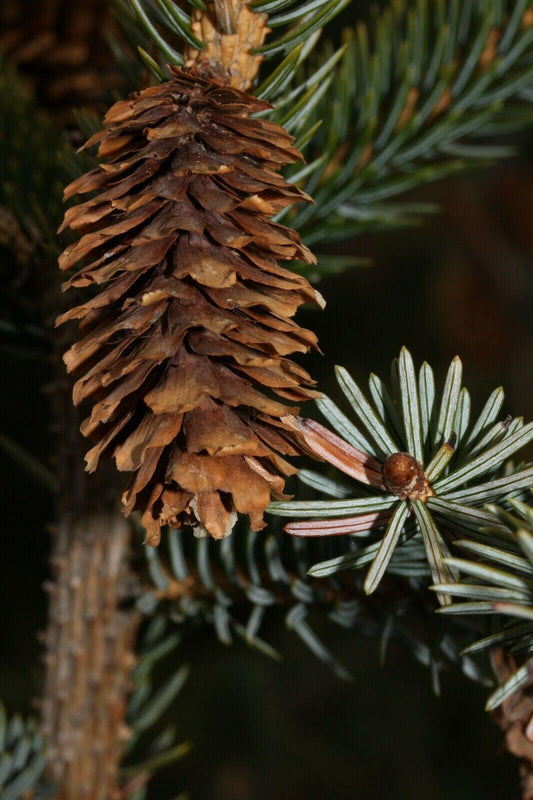 50 Sitka Spruce Seeds - Seed World