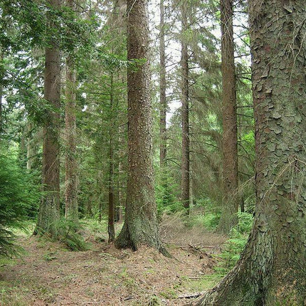 50 Sitka Spruce Seeds - Seed World