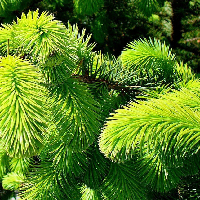 50 Sitka Spruce Seeds - Seed World
