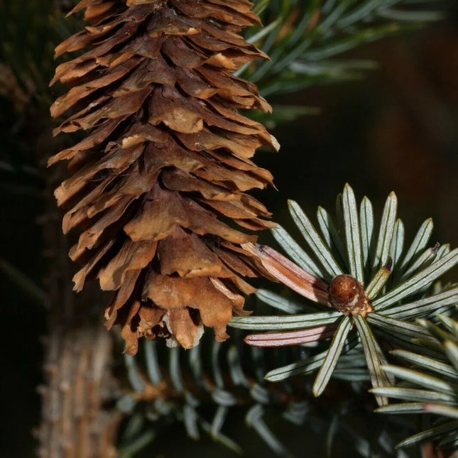50 Sitka Spruce Seeds - Seed World