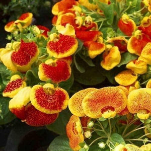 50 Slipper Fascination Flower Mix Seeds - Seed World