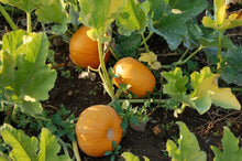 50 Small Sugar Pumpkin (Cucurbita Pepo) Seeds - Seed World