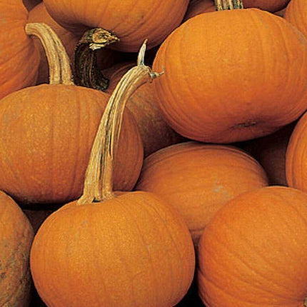 50 Small Sugar Pumpkin (Cucurbita Pepo) Seeds - Seed World