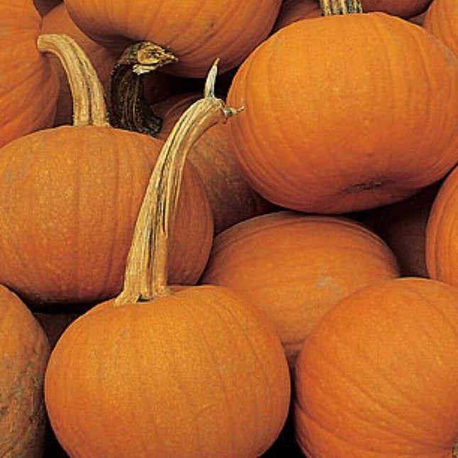 50 Small Sugar Pumpkin (Cucurbita Pepo) Seeds - Seed World
