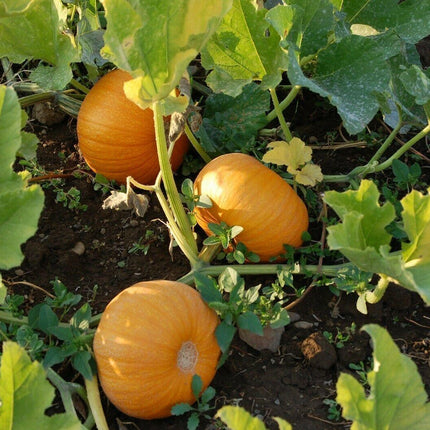 50 Small Sugar Pumpkin (Cucurbita Pepo) Seeds - Seed World