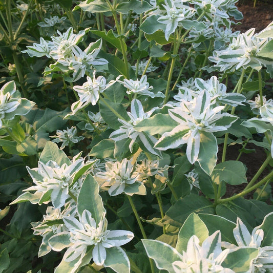 25 Snow On The Mountain | Euphorbia Marginata Early Snow Seeds - Seed World