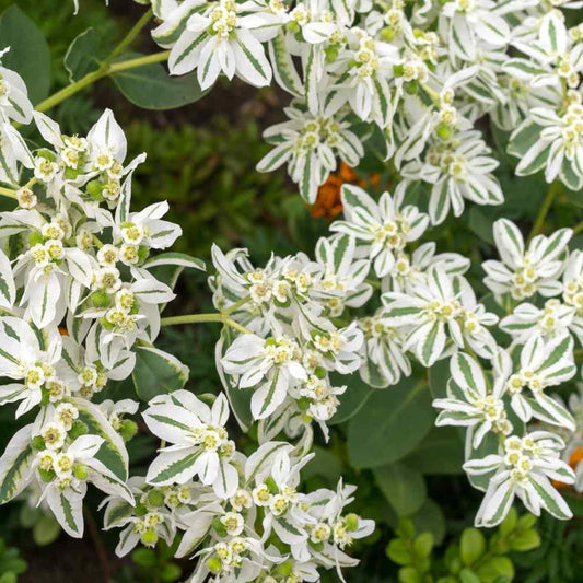 25 Snow On The Mountain | Euphorbia Marginata Early Snow Seeds - Seed World