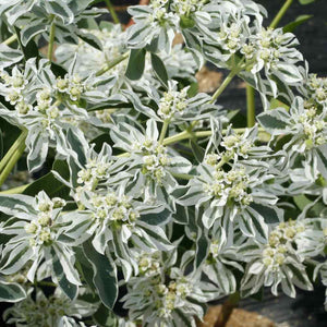 25 Snow On The Mountain | Euphorbia Marginata Early Snow Seeds - Seed World