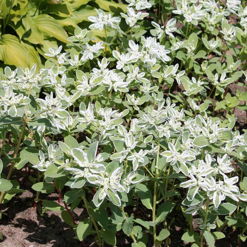 25 Snow On The Mountain | Euphorbia Marginata Early Snow Seeds - Seed World