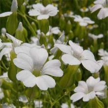50 Soapwort (Saponaria) White Seeds - Seed World
