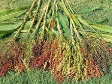 50 Sorghum Broom Corn Mix Seeds - Seed World