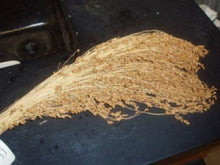 50 Sorghum Broom Corn Mix Seeds - Seed World