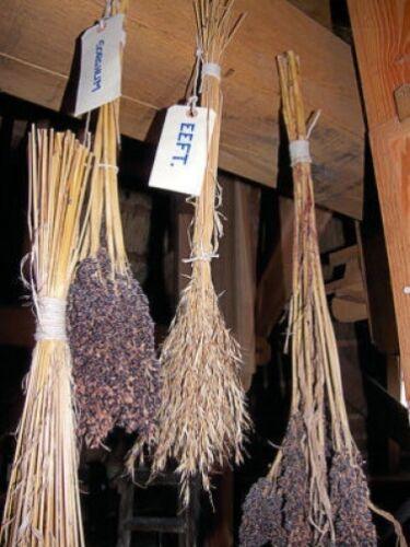 50 Sorghum Broom Corn Mix Seeds - Seed World
