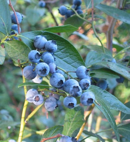 50 Southern Black Highbush Blueberry Tree Seeds - Seed World
