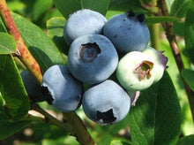 50 Southern Black Highbush Blueberry Tree Seeds - Seed World