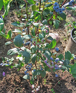 50 Southern Black Highbush Blueberry Tree Seeds - Seed World