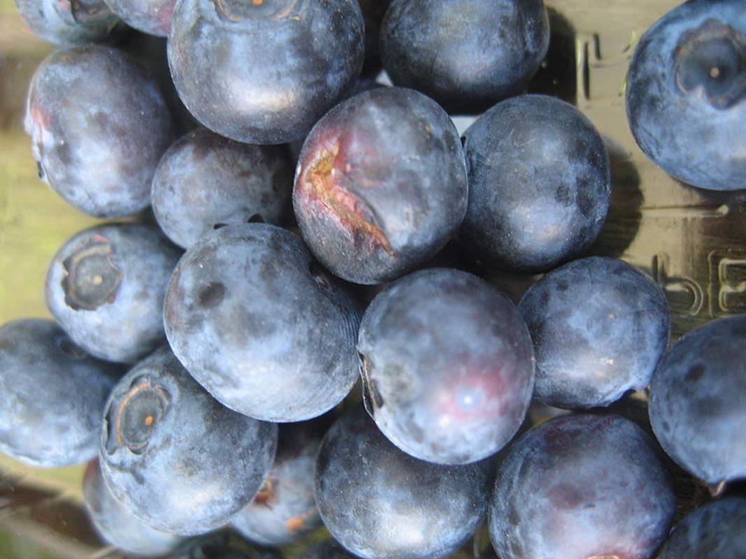50 Southern Black Highbush Blueberry Tree Seeds - Seed World