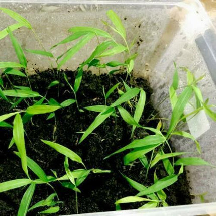 50 Spiny Bamboo Seeds - Seed World