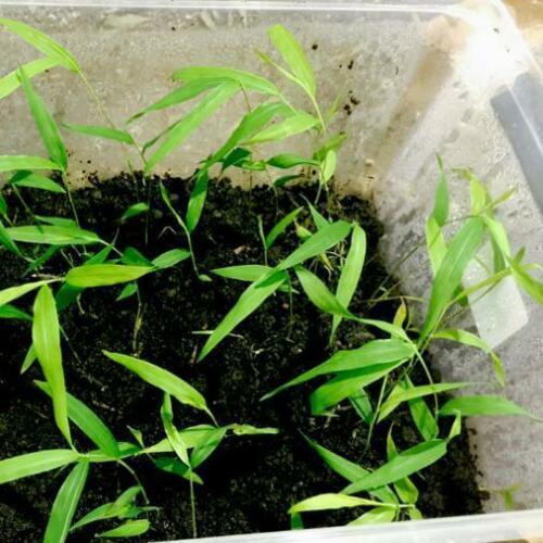 50 Spiny Bamboo Seeds - Seed World