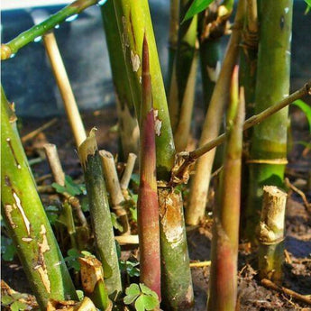 50 Spiny Bamboo Seeds - Bambusa Arundinacea Poaceae Thorny Stem - Seed World