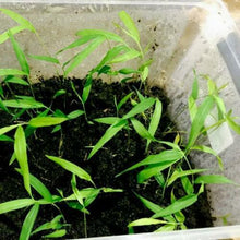 50 Spiny Bamboo Seeds - Bambusa Arundinacea Poaceae Thorny Stem - Seed World
