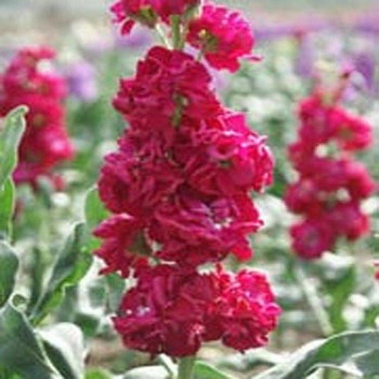 50 Stock Matthiola Incana Crimson Seeds - Seed World