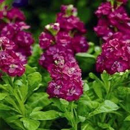 50 Stock Matthiola Incana Crimson Seeds - Seed World