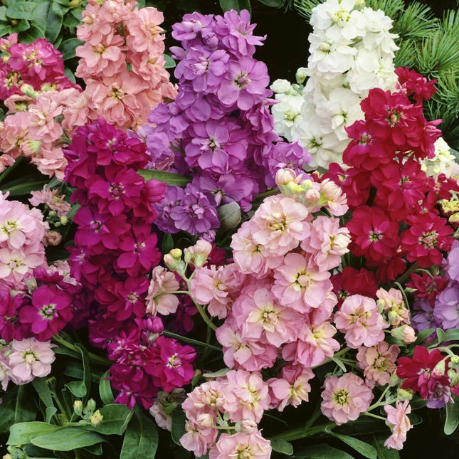Bouquet of colorful flowers including pink, purple, and red.