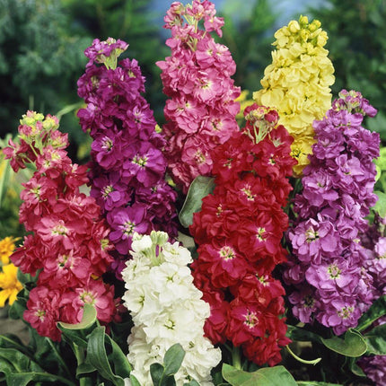 Multicolored flowers including red, pink, yellow, and white with green leaves.