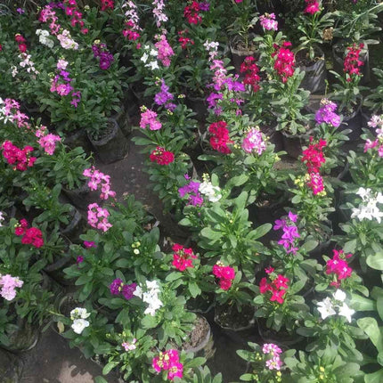 Bougainvillea plants with pink, purple, and white flowers in pots.