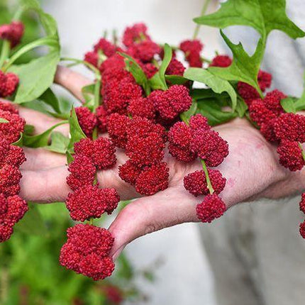 50 Strawberry Spinach Seeds - Seed World