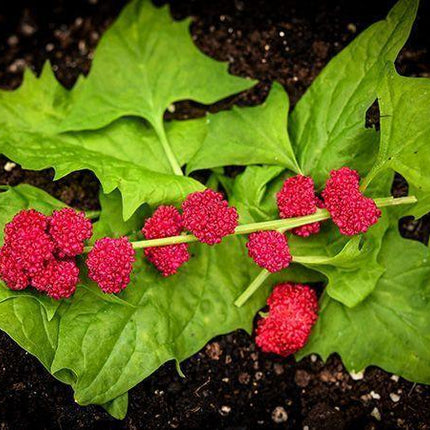 50 Strawberry Spinach Seeds - Seed World