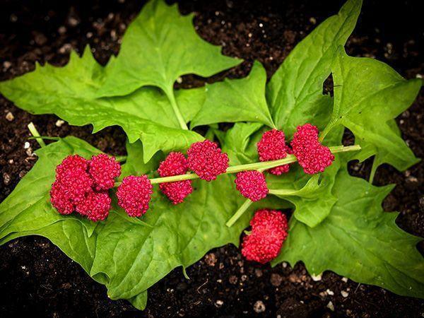 50 Strawberry Spinach Seeds - Seed World