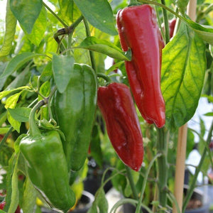 50 Sweet Marconi Rosso Pepper Seeds - Seed World