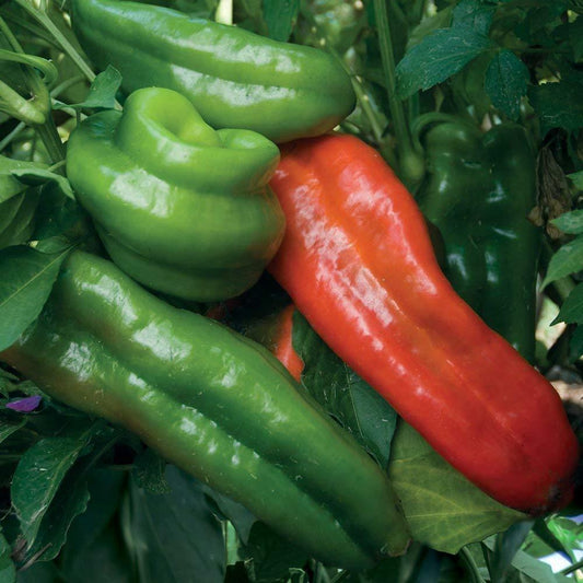 50 Sweet Marconi Rosso Pepper Seeds - Seed World