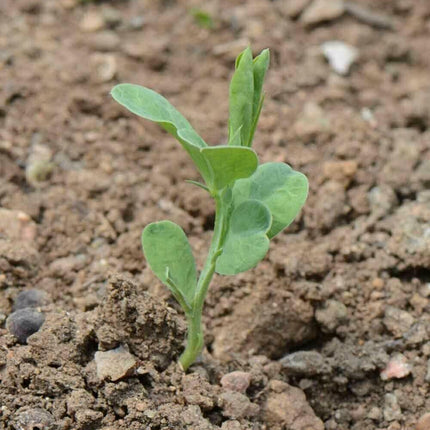 50 Sweet Pea "Knee High Mix" Seeds - Seed World