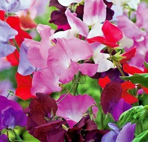 50 Sweet Pea "Knee High Mix" Seeds - Seed World