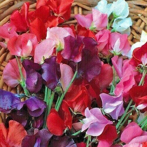 50 Sweet Pea "Knee High Mix" Seeds - Seed World