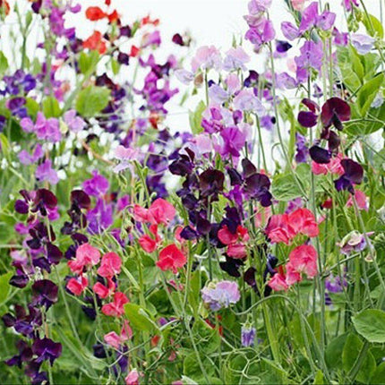 50 Sweet Pea "Knee High Mix" Seeds - Seed World