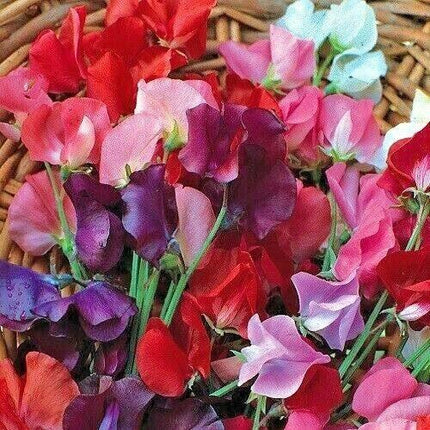 50 Sweet Pea "Knee High Mix" Seeds - Seed World