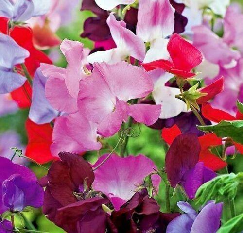 50 Sweet Pea "Knee High Mix" Seeds - Seed World