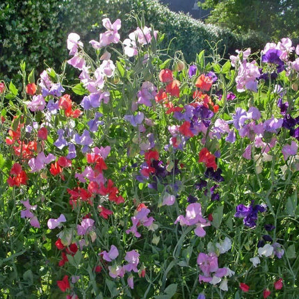 50 Sweet Pea Seeds - Early Multiflora Mix - Seed World