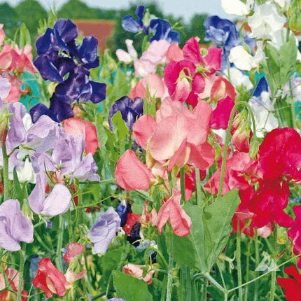 50 Sweet Pea Seeds - Early Multiflora Mix - Seed World