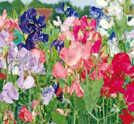 50 Sweet Pea Seeds - Early Multiflora Mix - Seed World