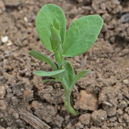50 Sweet Pea Seeds - Early Multiflora Mix - Seed World